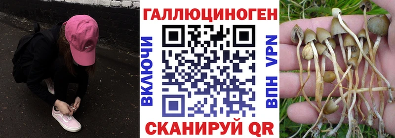 KRAKEN маркетплейс  сколько стоит  Сурск  Галлюциногенные грибы GOLDEN TEACHER 